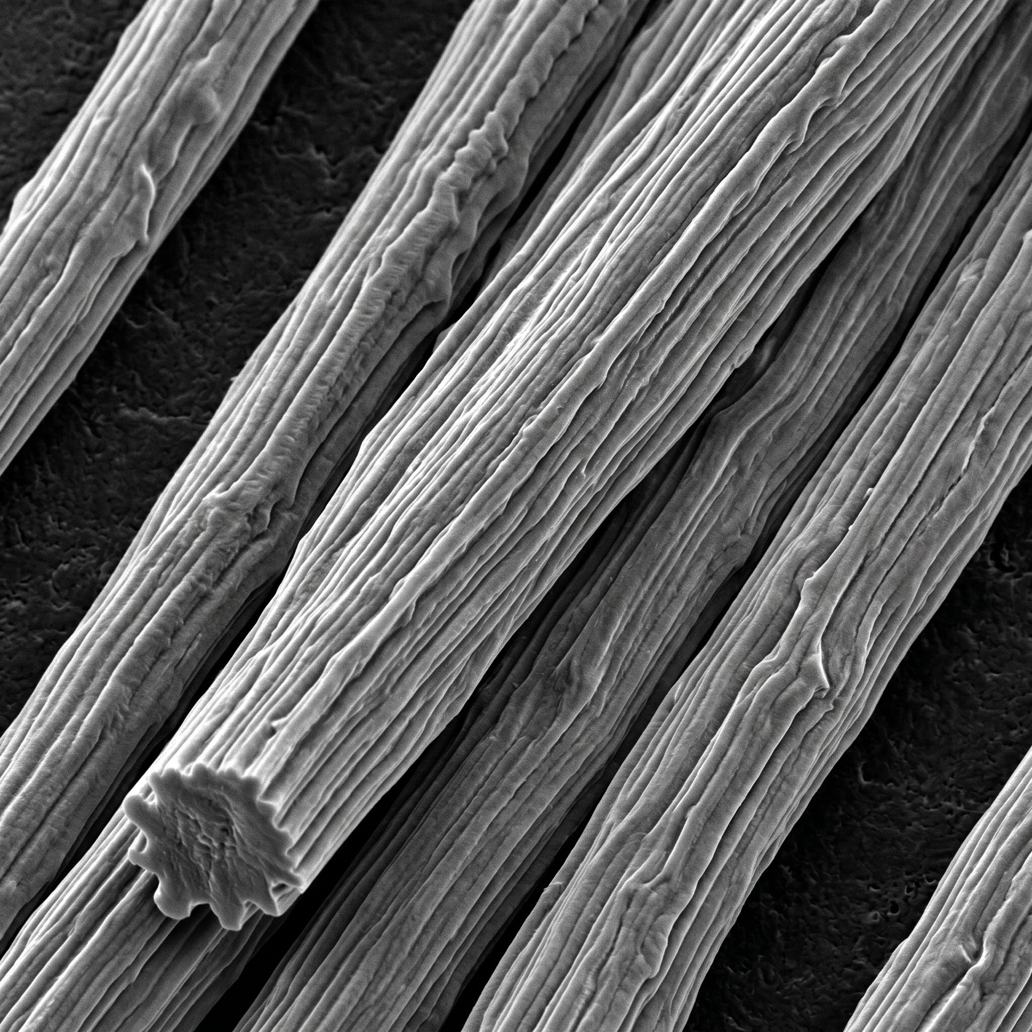 Scientific illustration of Viscose fibre under magnification